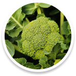 Broccoli